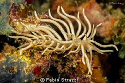 Phyllodesmium briareum‏
Canon 60d - Macro Canon 100mm
N... by Fabio Strazzi 